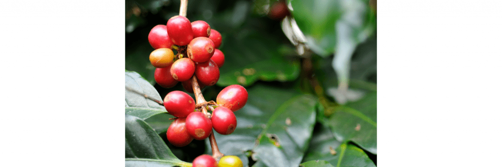 Plod kávovníku