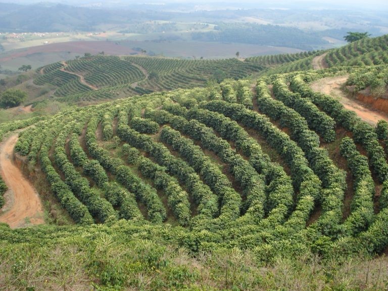 kávové plantáže v Brazílii