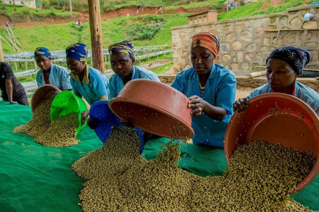 Zpracování kávy a kontrola kvality ve Rwandě