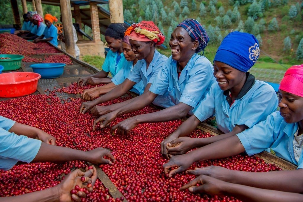 Rwandské ženy pracující v kávovém družstvu