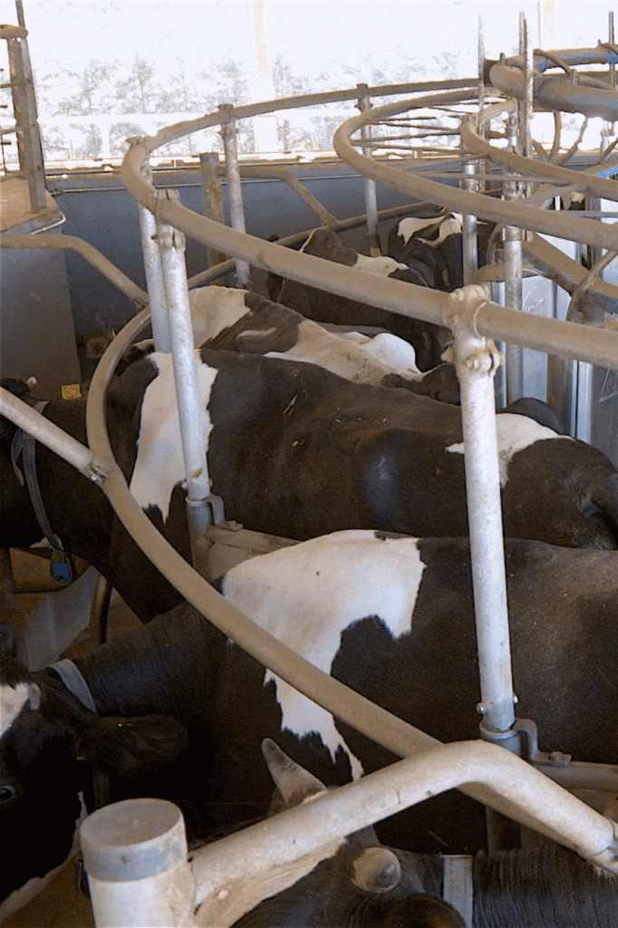 průmyslová výroba kravského mléka