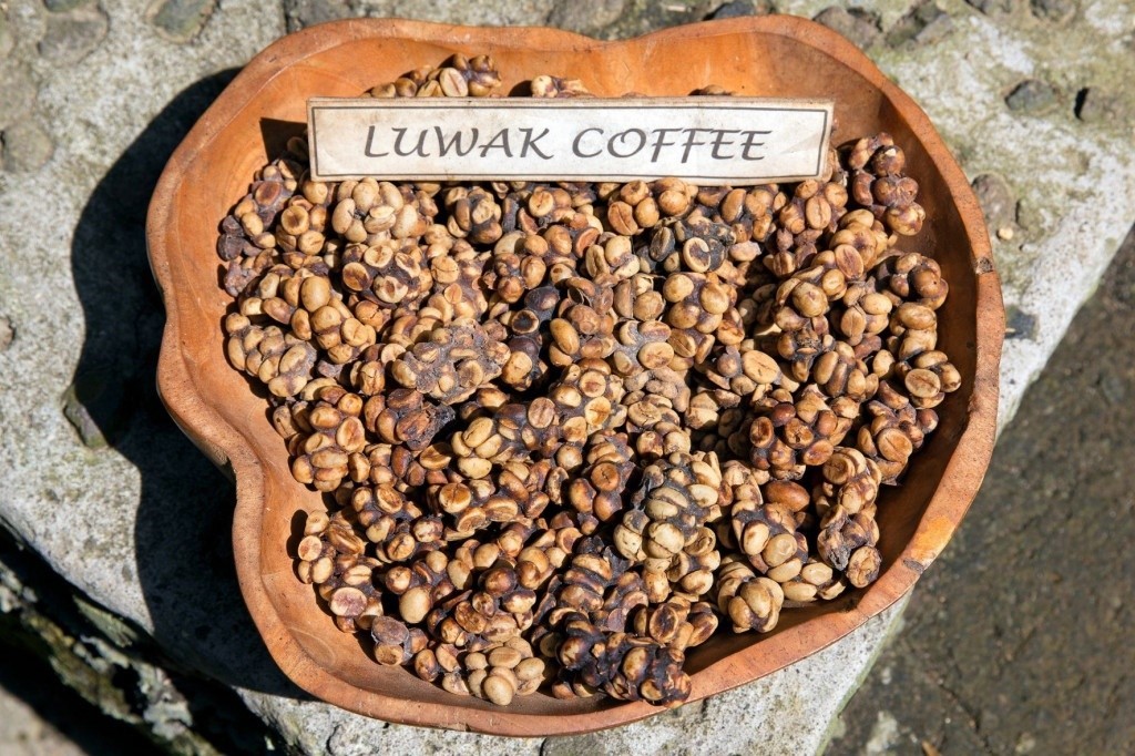 Cibetková káva neboli kopi luwak.