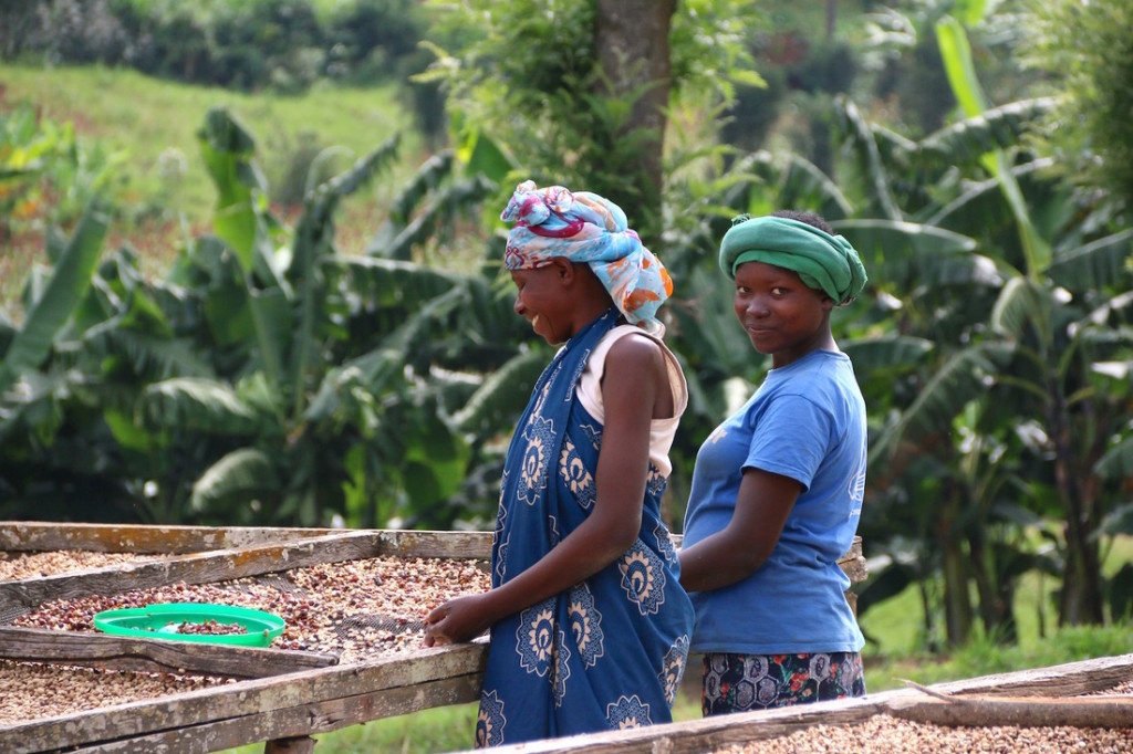 rwandské ženy ručně třídí kávu sušenou na afrických postelích