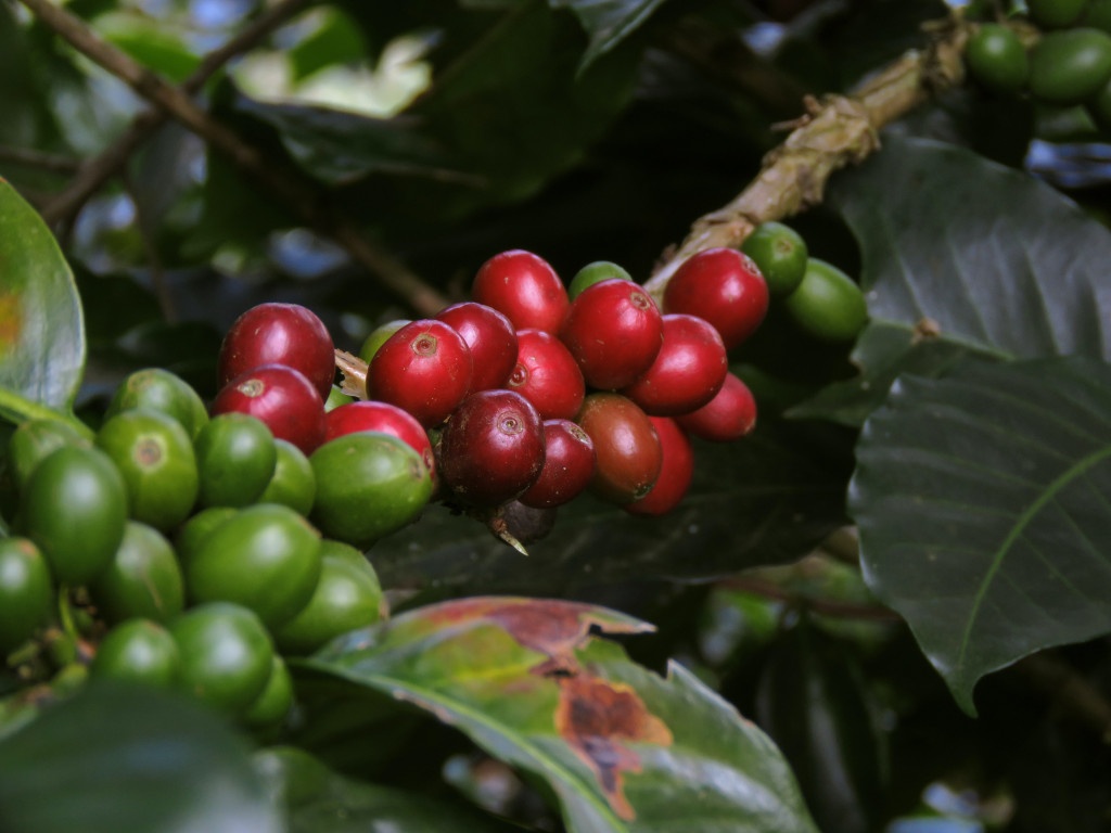 červené a zelené kávové třešně